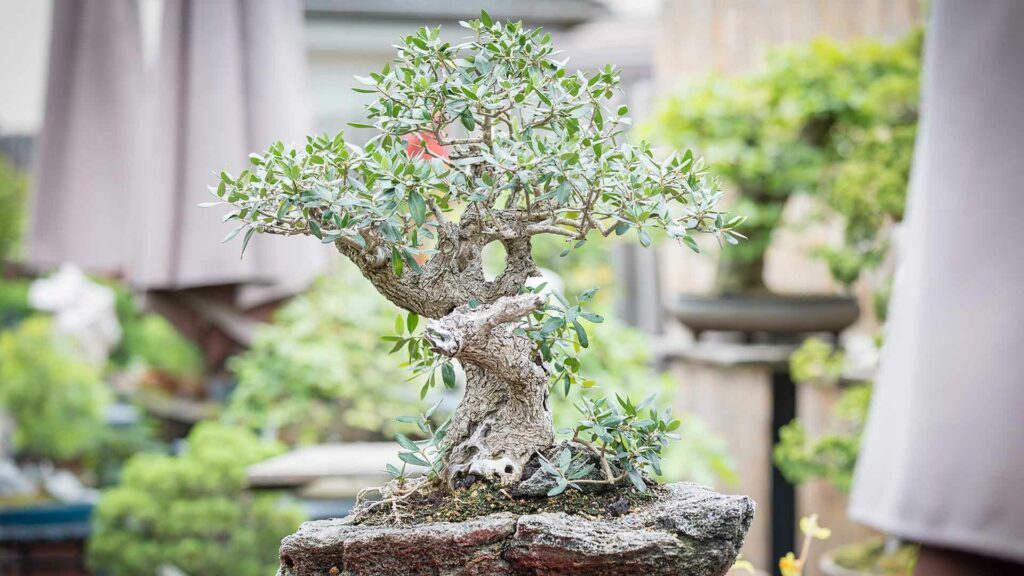 Beste bonsai online shop